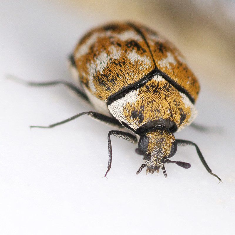 Carpet Beetle