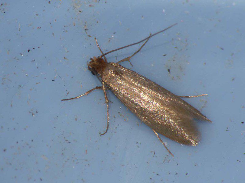 Clothes Moths